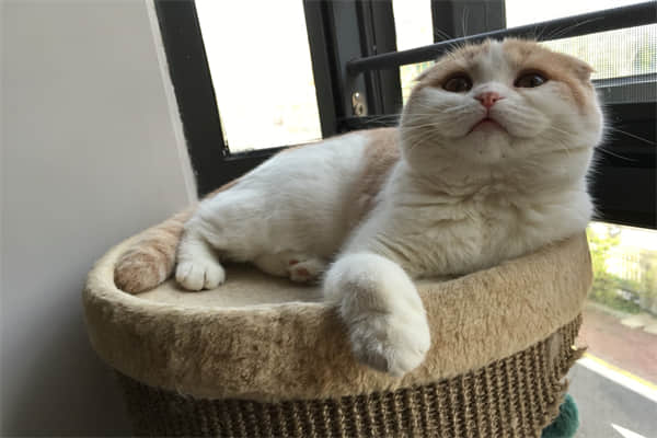 刚捡回来的小猫吃什么