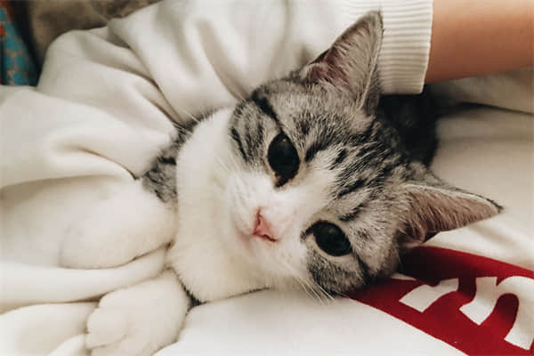 猫吃了驱虫药呕吐几天