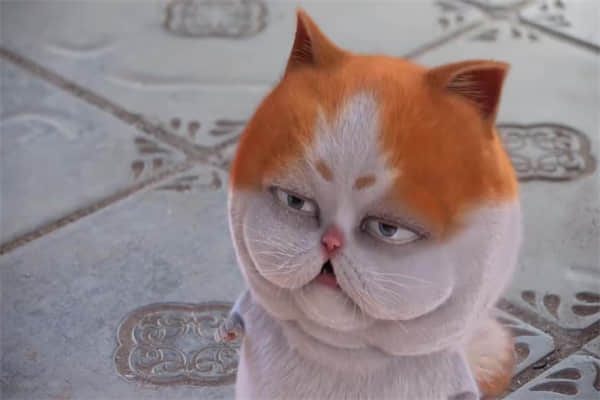 矮脚猫的破坏性？