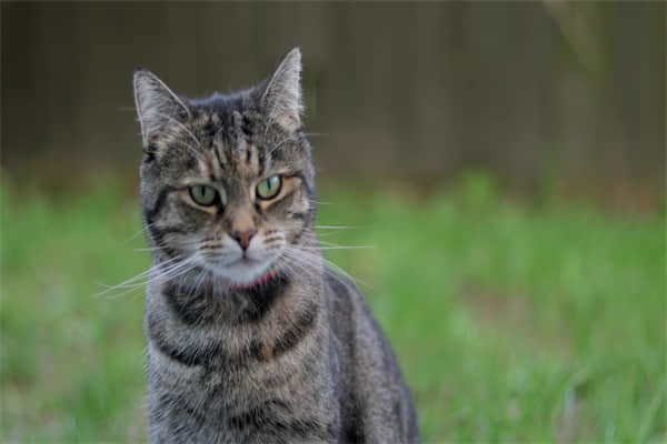 猫打喷嚏出血是上火吗？