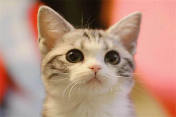 猫吃驱虫药后的反应？