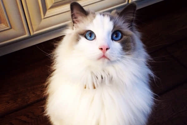猫成精的前兆