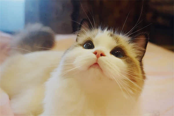如何判断猫腿扭伤？