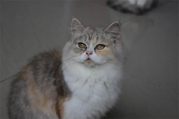 被猫隔着衣服抓要紧吗？