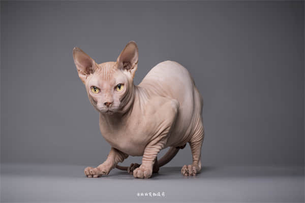 半折耳猫咪会发病吗？