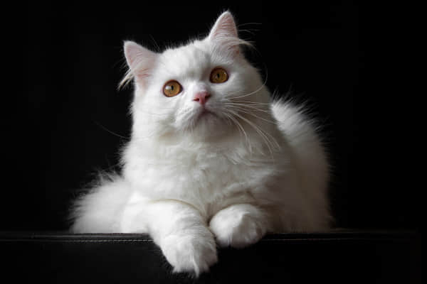 把猫咪眼睛打充血了？