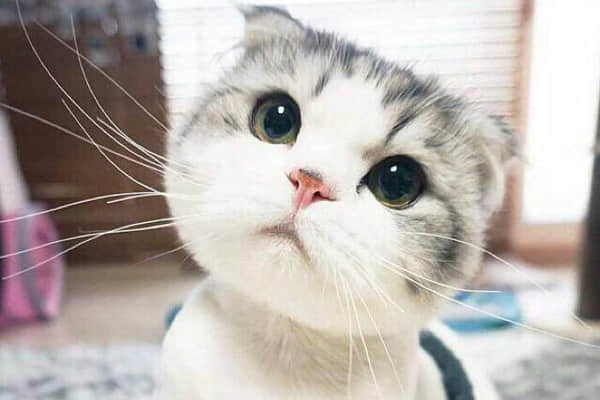 带猫出门怎么上厕所？