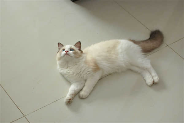 猫的腹部一抽一抽？