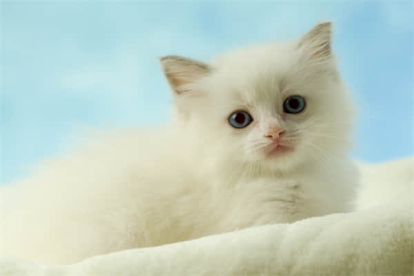 猫害怕什么东西？