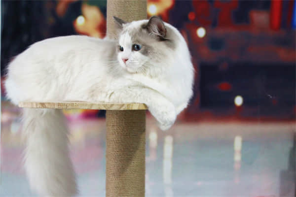 猫可以喝矿泉水吗