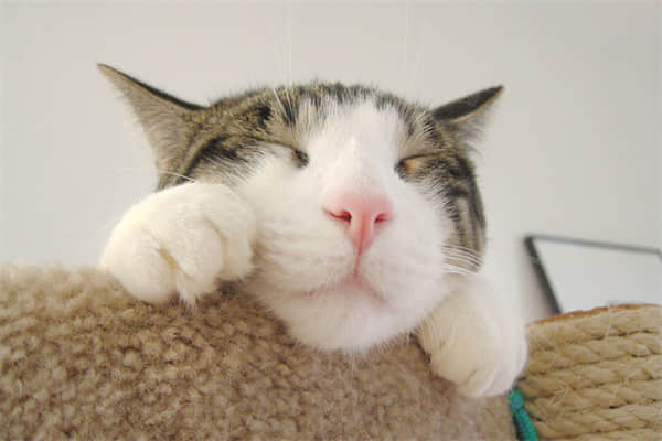 猫咪可以剃毛么