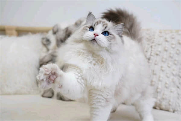 猫咪毛发黄是什么原因