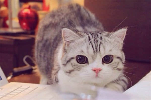 猫咪总想出去玩大叫怎么办