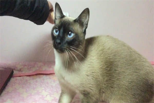 禁情粉对猫有危害吗？