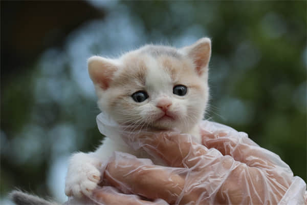 人喝的羊奶粉猫能喝吗？