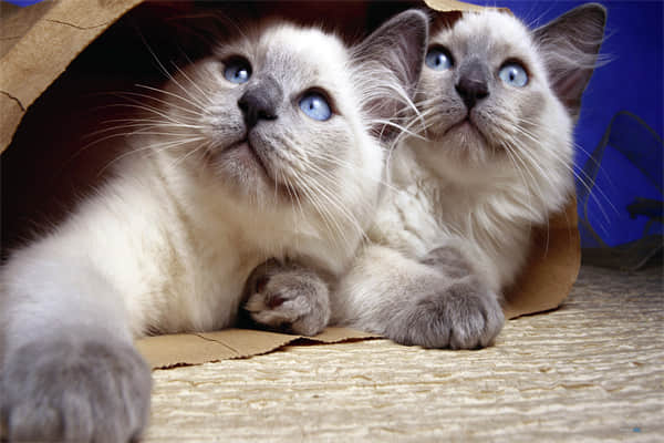 母猫对公猫要熟悉几天？
