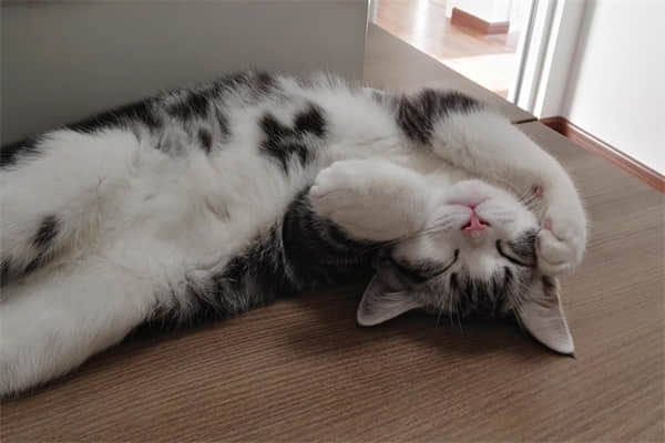 母猫没看上公猫的表现？