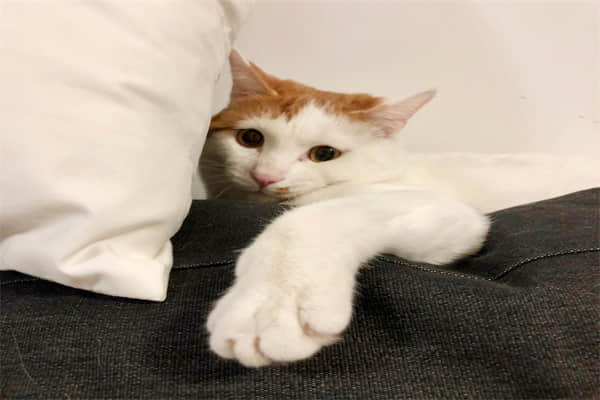 母猫生产完食欲不佳？