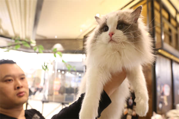 流浪橘猫认主人吗