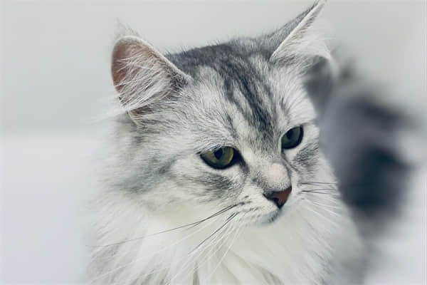 孩子被猫咬了怎么办？