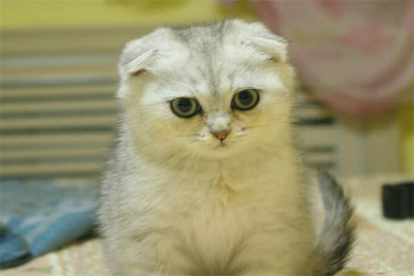 猫会自己上厕所吗？