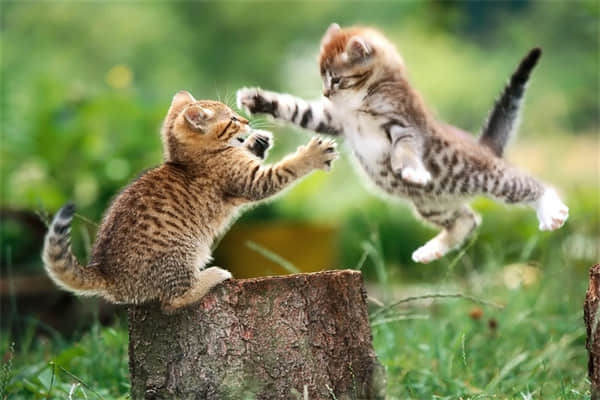 猫体外驱虫后没精神？