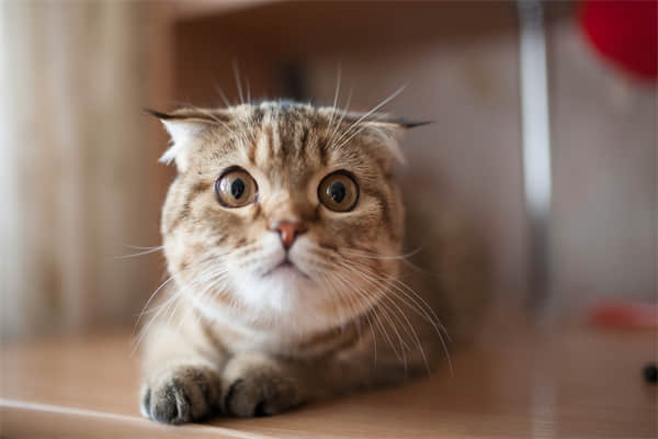 猫没打疫苗抓到怎么办？