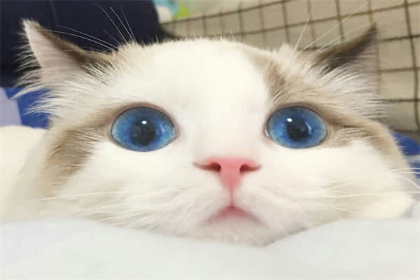 猫毛球症晚期？