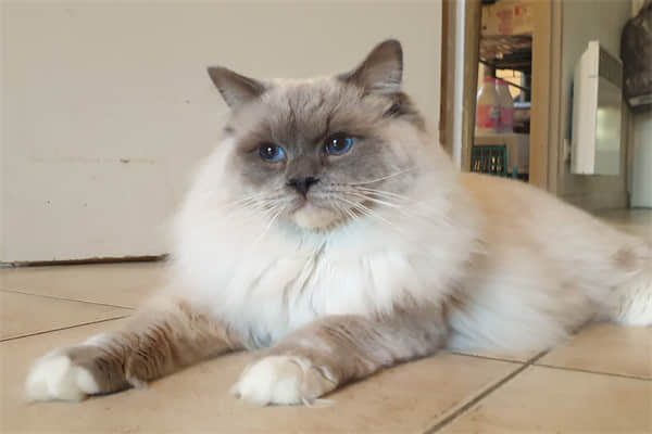 猫毛对人有影响吗？