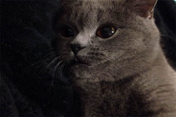 猫晚上不睡觉折腾人？