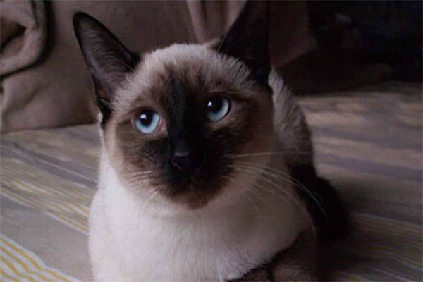 猫晚上一直叫要进卧室？