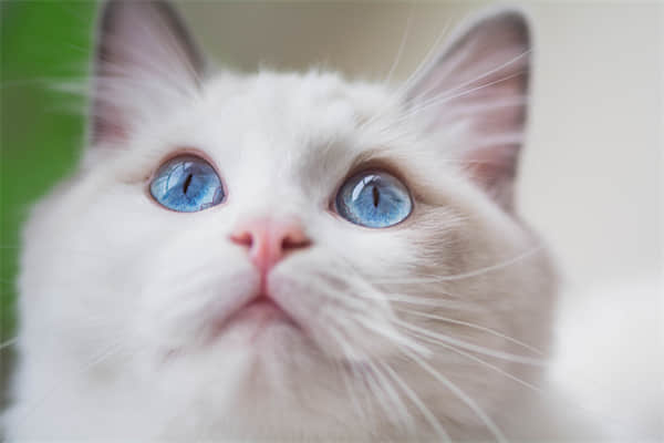猫拉屎在床上是报复吗？