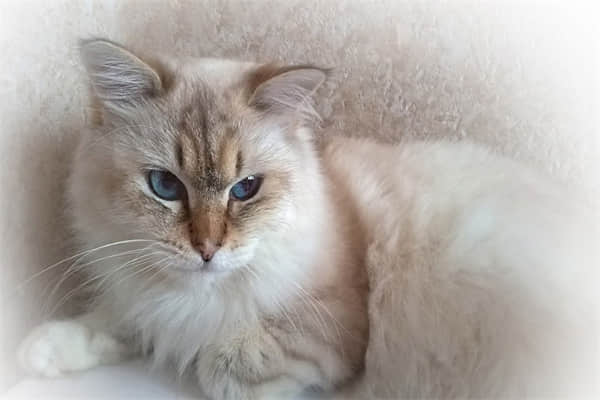 猫打狂犬疫苗的副作用？