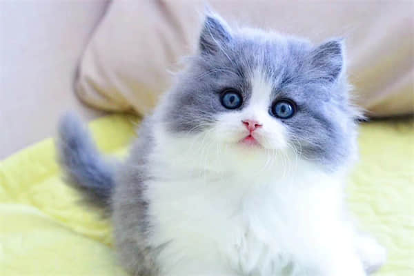 猫猫兔夏天需要剪毛吗？