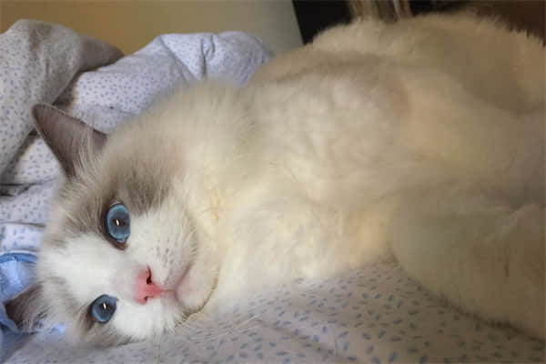 猫猫兔生气的表现？