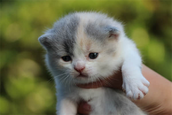 蓝猫属于什么品种？