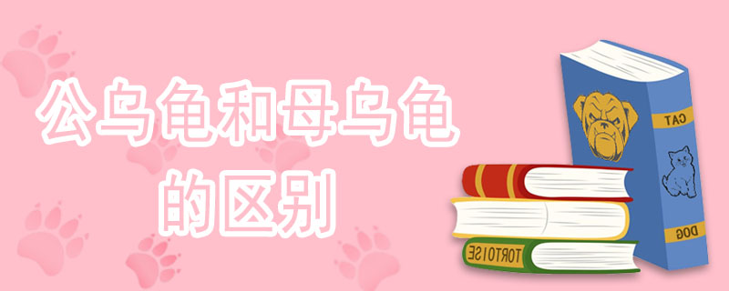 公乌龟和母乌龟的区别