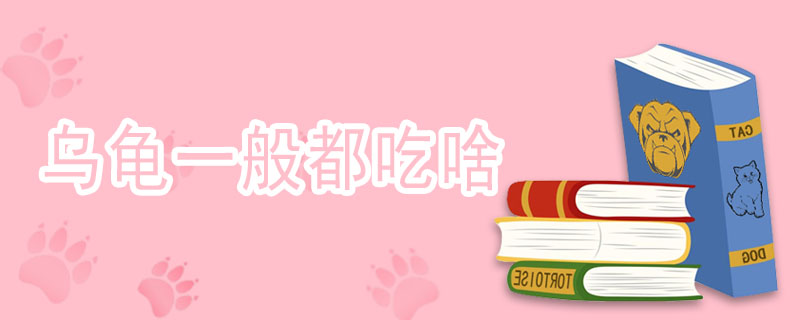 乌龟一般都吃啥