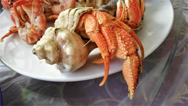 螃蟹怎么分公母