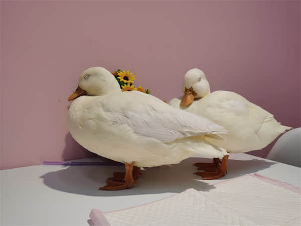 柯尔鸭难养吗